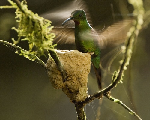 Humming Birds in the Cloud Forest